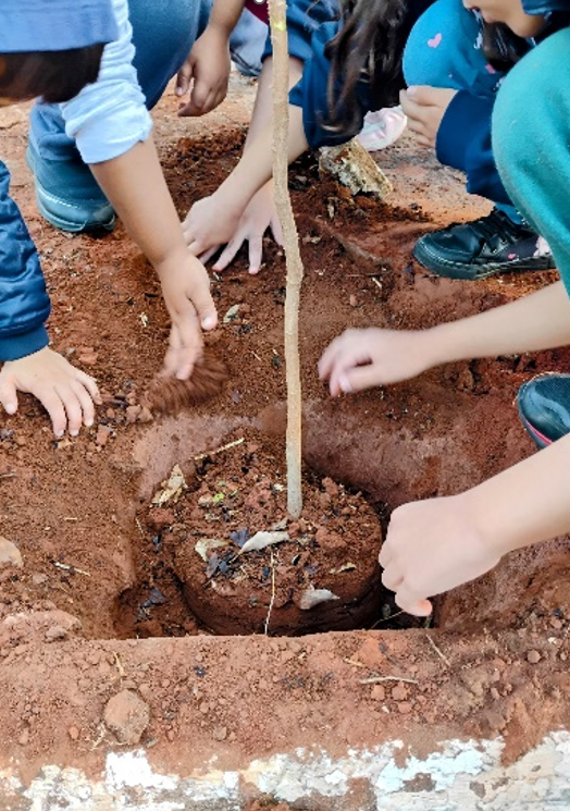 Prefeitura de Paraíso atualiza plano municipal de arborização urbana e prioriza projetos com plantios de espécies nativas.